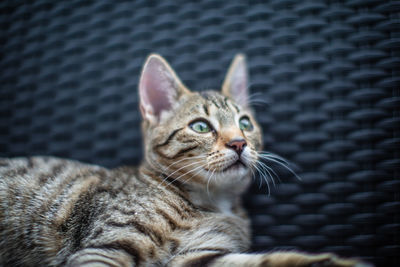 Close-up portrait of a cat looking away