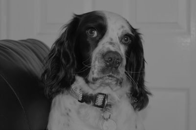 Portrait of dog at home