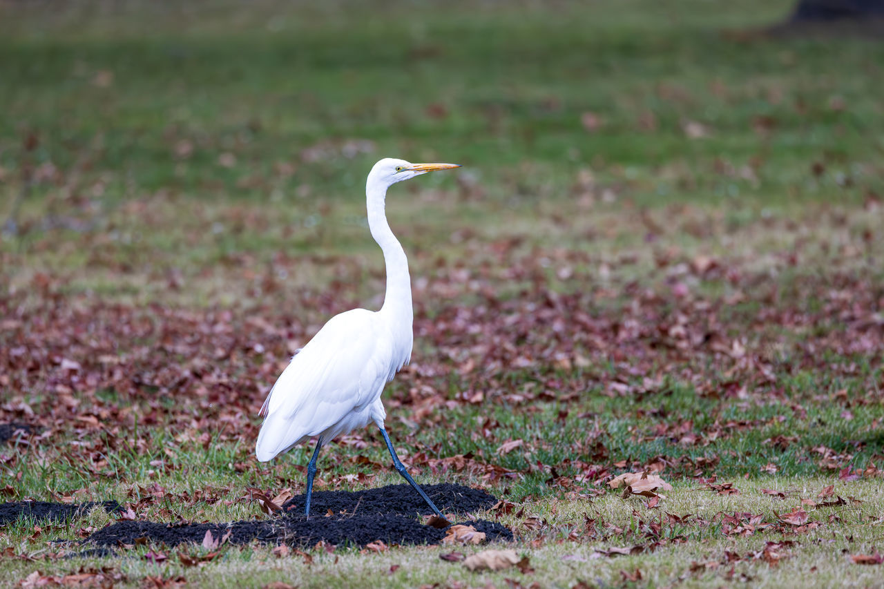 animal themes, animal, bird, animal wildlife, wildlife, one animal, white, nature, no people, beak, full length, side view, heron, day, plant, grass, outdoors, wetland, natural environment, focus on foreground