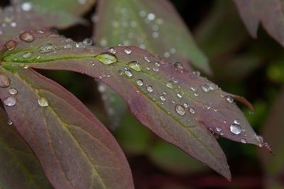 Close-up of water drops on leaf