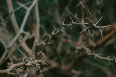 Close-up of spiked plant