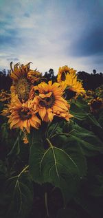 Close-up of sunflower on field against sky