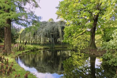 Reflection of trees in lake against sky