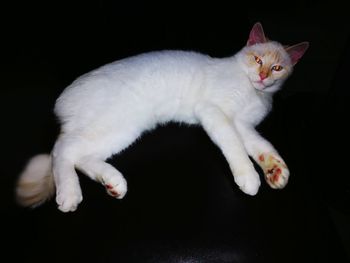 Portrait of cat sitting against black background