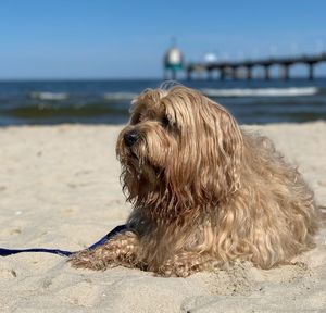 Dog on beach