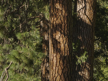 Trees growing in forest