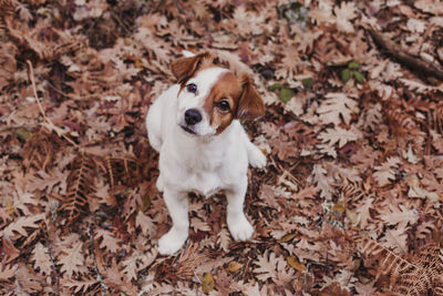 High angle view of dog on dry leaves