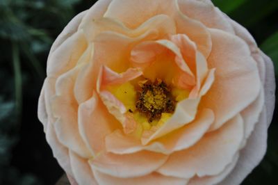 Macro shot of rose flower