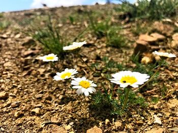 Close-up of white flowering plant on field