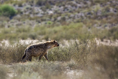 View of spotted hyena in wild