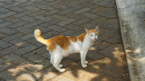 High angle view of cat standing on footpath