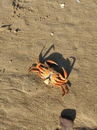 High angle view of crab on sand