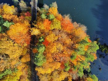 High angle view of autumn tree by lake