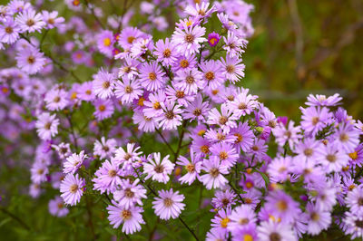 Autumn flowers aster novi-belgii vibrant light purple color in full bloom in the garden