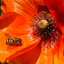 Close-up of insect on red flower