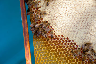 Close-up of bumblebee