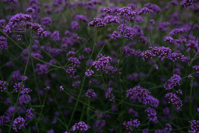 Violet purple flowers background