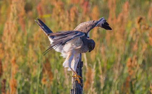 Close-up of a bird flying