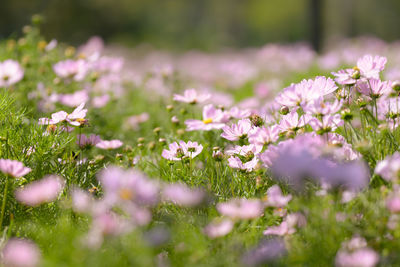 Close-up of pink flowering plants on field