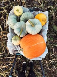 High angle view of pumpkins on field