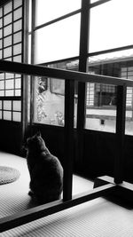 Cat sitting on table by window