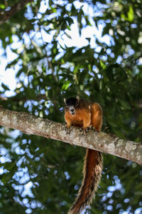 Alert big cypress fox squirrel sciurus niger avicennia on a tree branch in summer in naples, florida