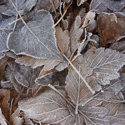 Full frame shot of leaf