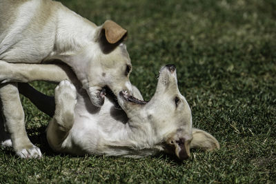 Close-up of a dog lying on field