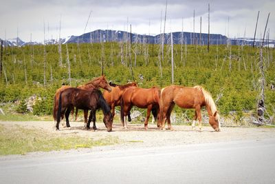 Horses on field against sky