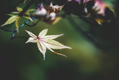 Close-up of maple leaves