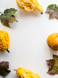 High angle view of pumpkins on table against white background