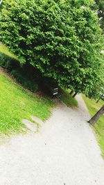 Plants and trees in park