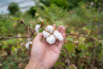 Close-up of hand holding plant