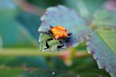 Close-up of insect on leaf