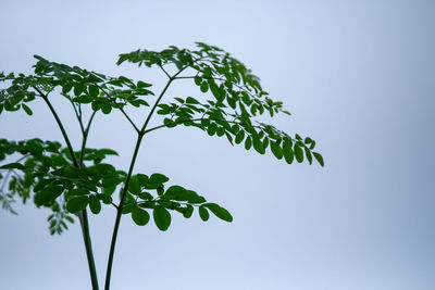 Low angle view of plant against clear sky