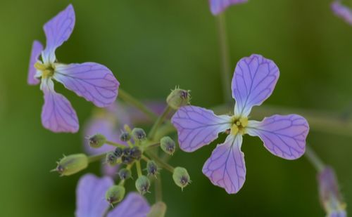 Close-up of purple flowering plant