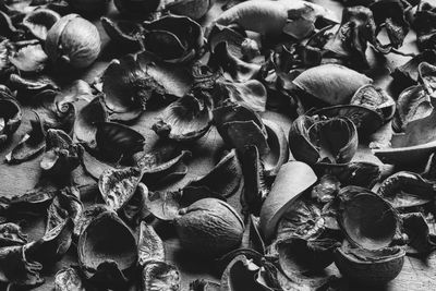 Full frame shot of shells