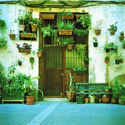 Potted plants in backyard