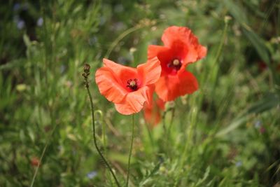 Close-up of red poppy flower on field