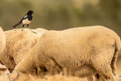 Close-up of bird perching on sheep