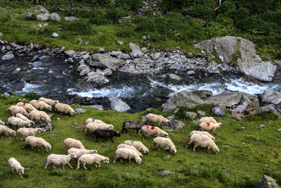 Flock of sheep grazing on grass
