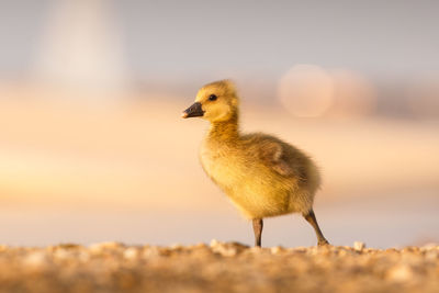 Close-up of bird against sky at sunset