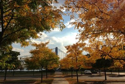 Road along trees in park