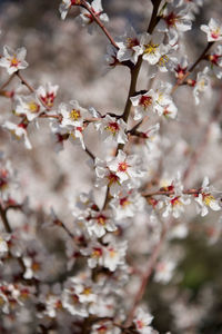 Close-up of cherry blossoms in spring