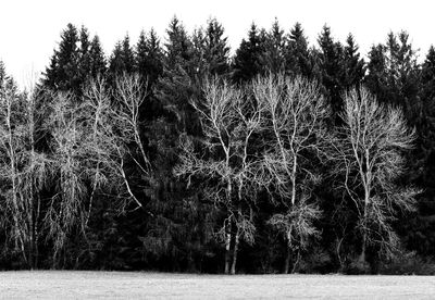 Trees on field against sky
