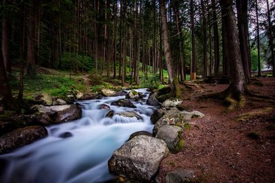 Stream flowing amidst trees in forest