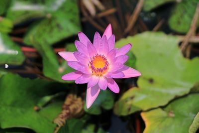 Close-up of pink water lily in pond