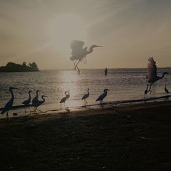 Seagulls flying over beach against sky during sunset