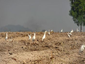 Flock of birds on shore against sky