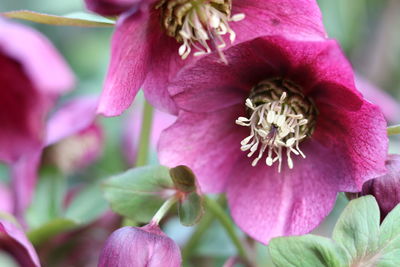 Close-up of pink flowering plant